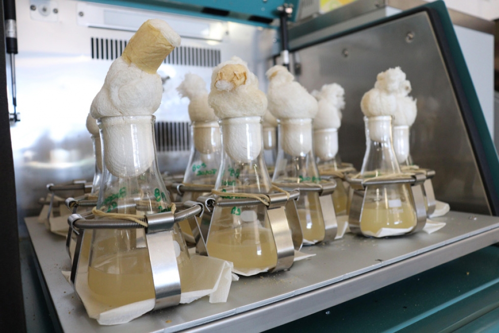 Bactérias foram colocadas em frascos que continham amostras de pesticidas. Crédito: Henrique Fontes – IQSC/USP