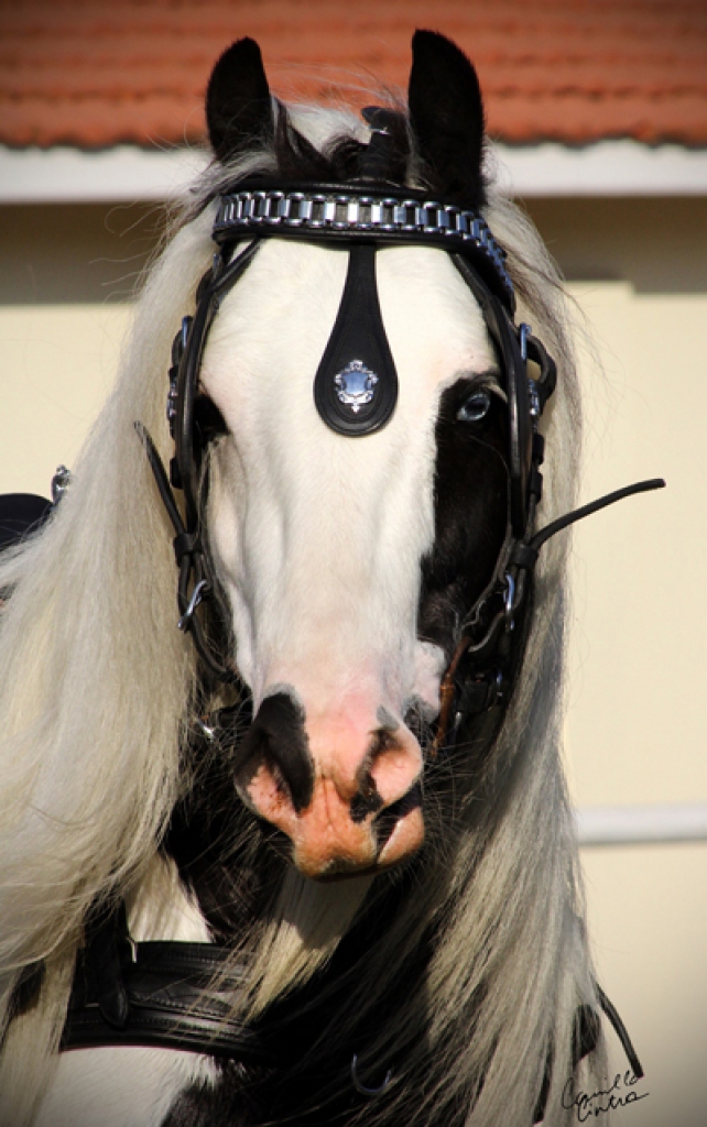 Gypsy Horse frente atrelado cabeça/Divulgação